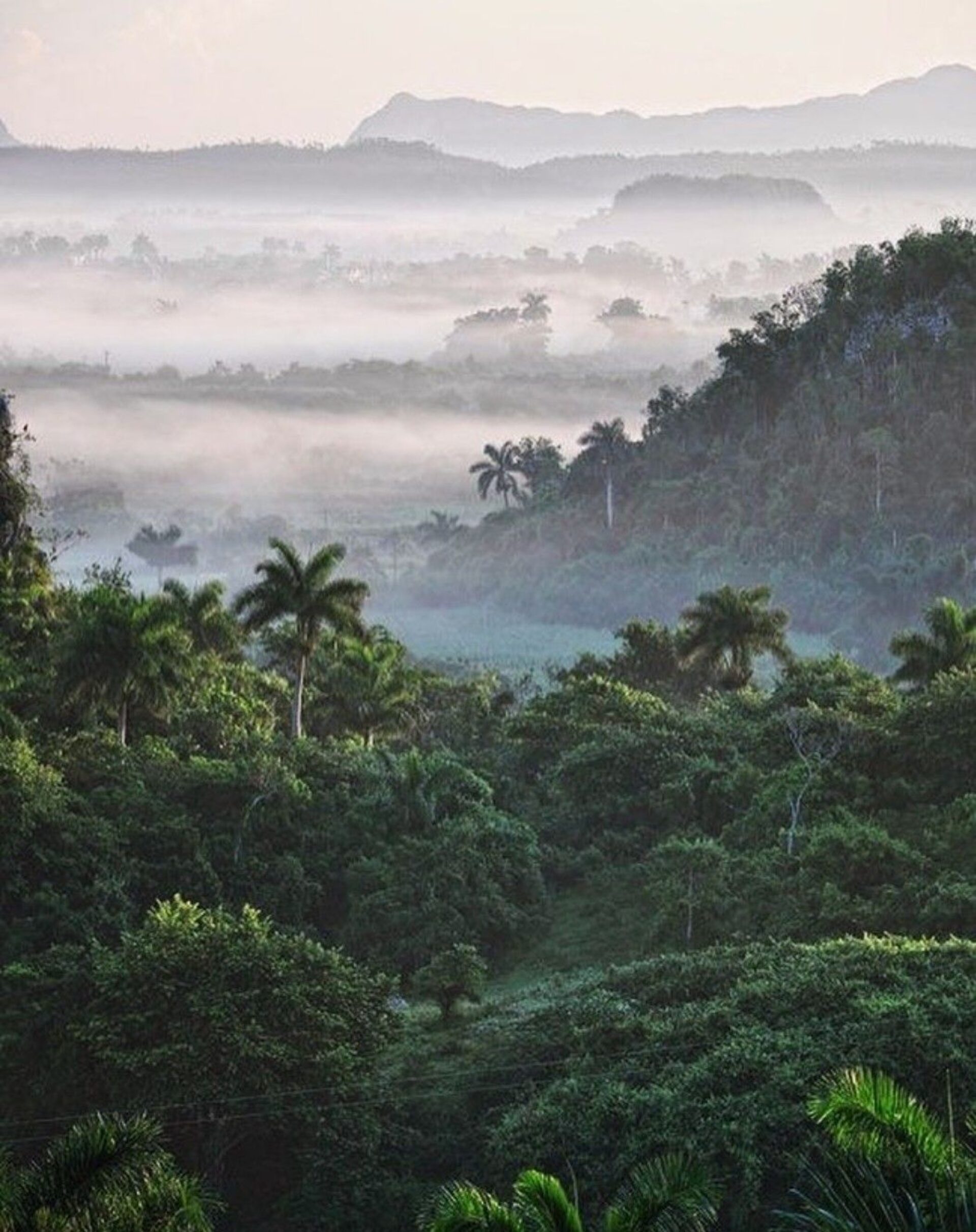 Paisaje de bosque de niebla en el Valle del Cauca al amanecer